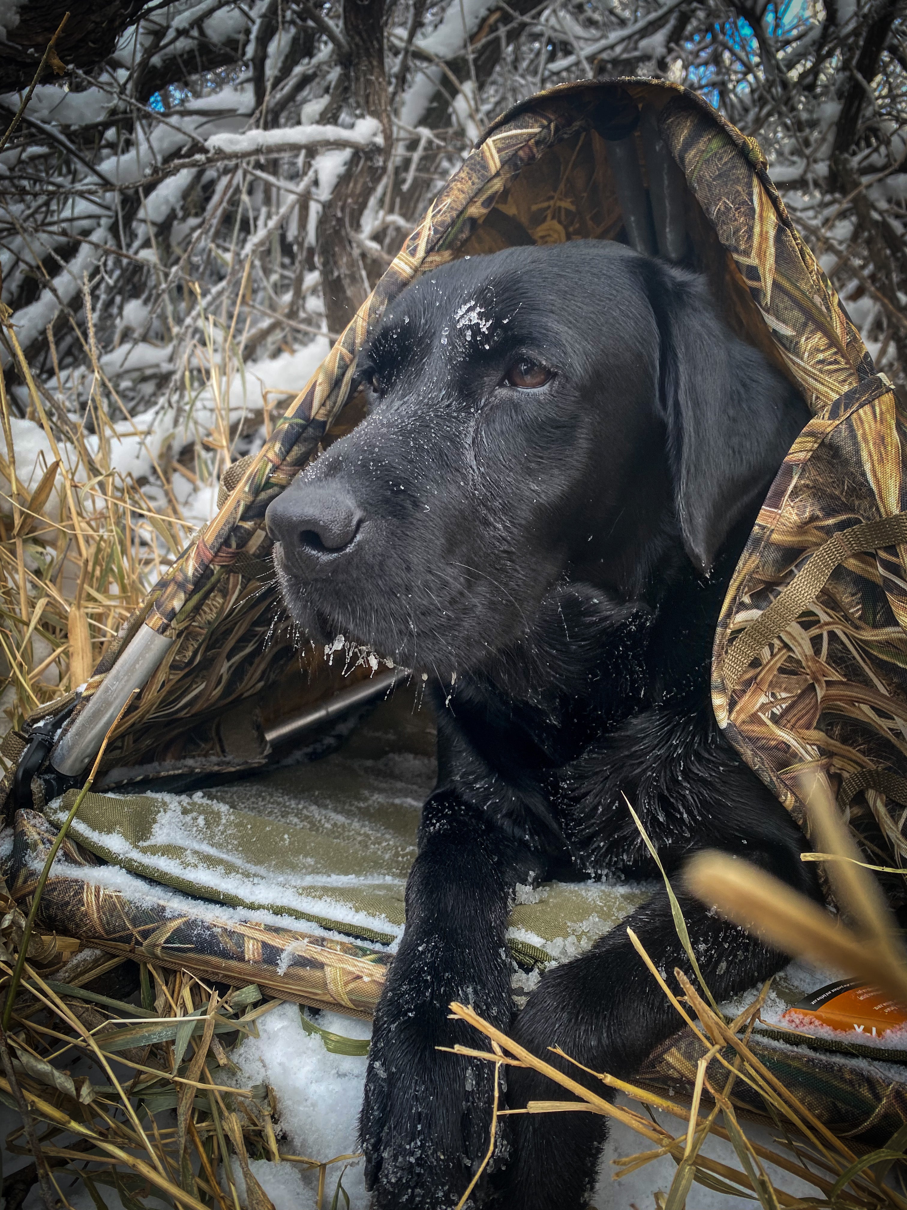Hunting dog waiting on waterfowl on a cold weather duck hunt